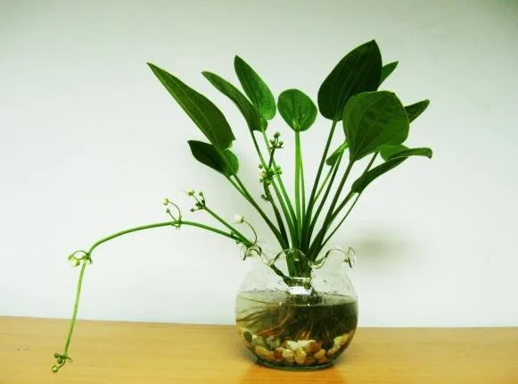 Những Gợi Ý Phong Thủy Ngày Tết Mang Lại Nhiều May Mắn