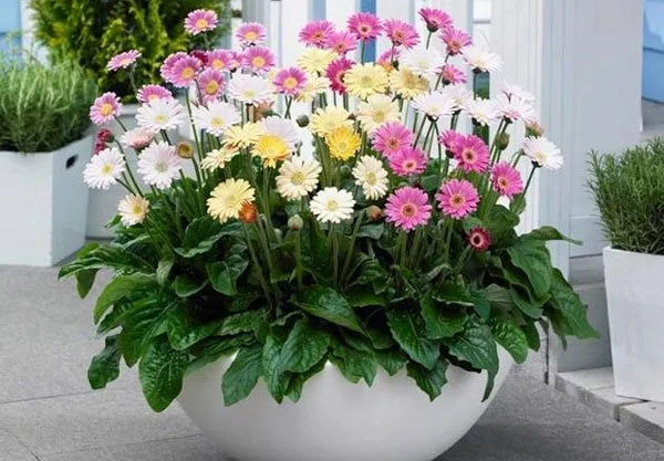 12 Loại Cây Cảnh Mang Tài Lộc Vào Nhà Ngày Tết