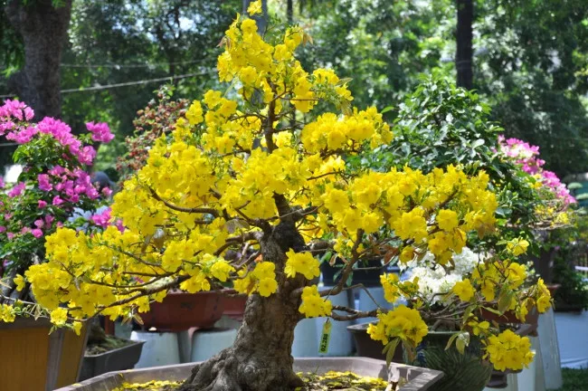 12 Loại Cây Cảnh Mang Tài Lộc Vào Nhà Ngày Tết