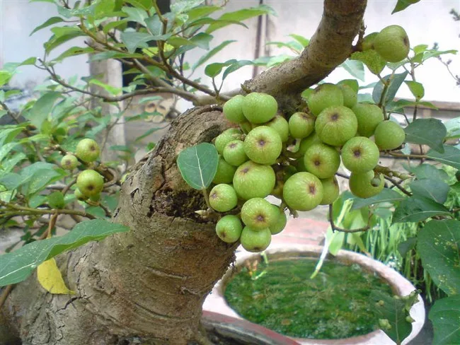 12 Loại Cây Cảnh Mang Tài Lộc Vào Nhà Ngày Tết