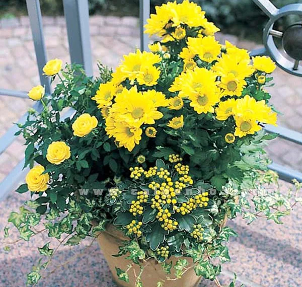 12 Loại Cây Cảnh Mang Tài Lộc Vào Nhà Ngày Tết