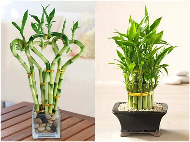 12 Loại Cây Cảnh Mang Tài Lộc Vào Nhà Ngày Tết