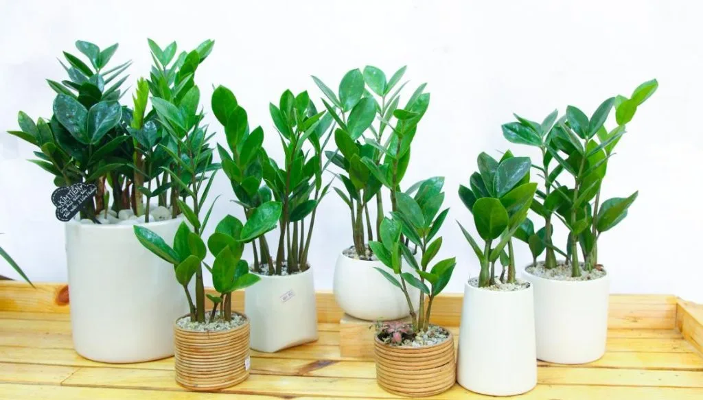 Những Gợi Ý Phong Thủy Ngày Tết Mang Lại Nhiều May Mắn