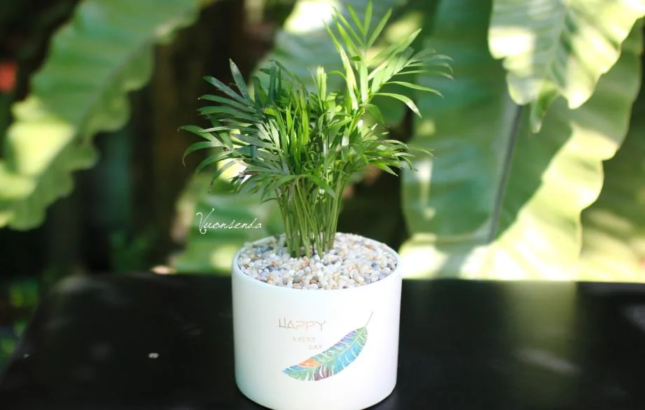 Những Gợi Ý Phong Thủy Ngày Tết Mang Lại Nhiều May Mắn