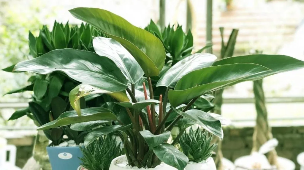 Những Gợi Ý Phong Thủy Ngày Tết Mang Lại Nhiều May Mắn