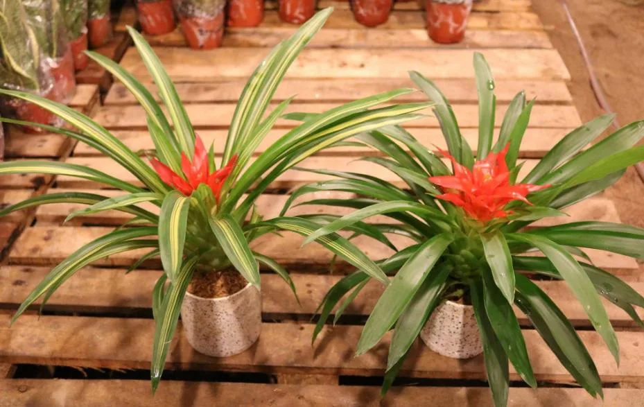 Những Gợi Ý Phong Thủy Ngày Tết Mang Lại Nhiều May Mắn