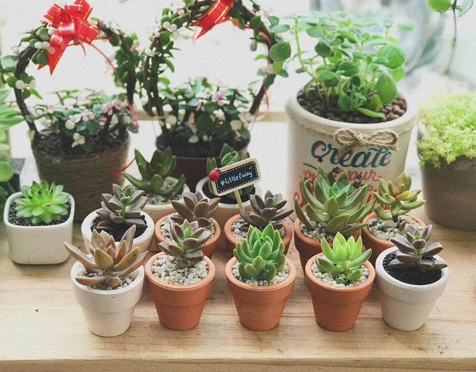 những chậu hoa nhỏ trong nhà mang lại nhiều sinh khí