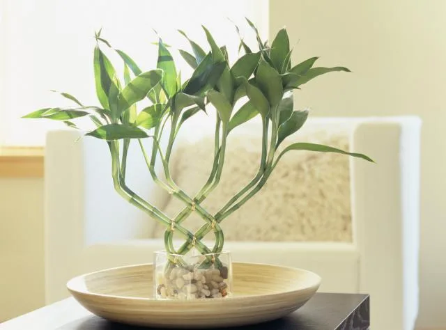 không nhất thiết phải để tre trong nhà