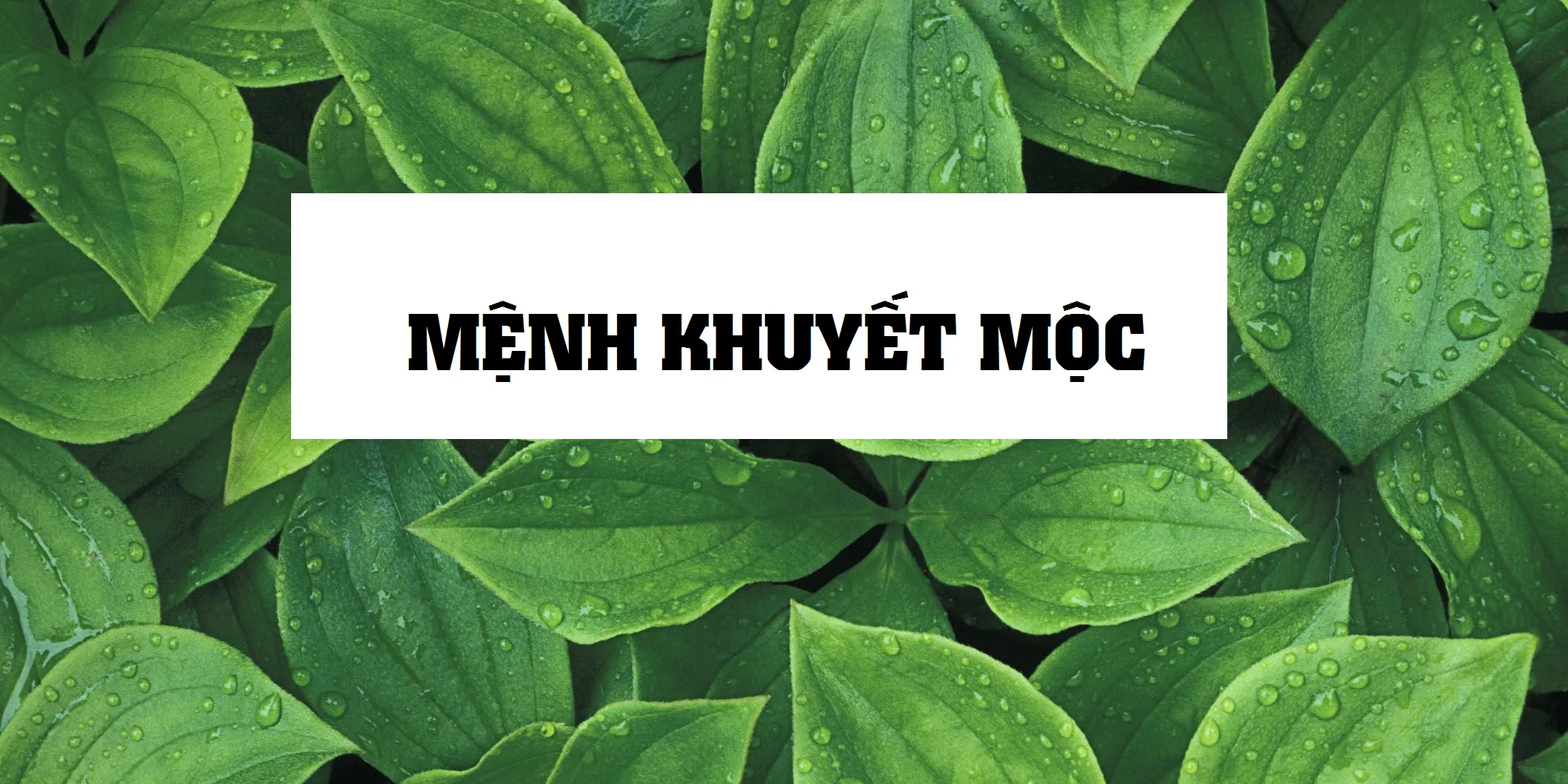 Tận Dụng Sinh Khí Của Mùa Thu Cho Người Khuyết Mộc