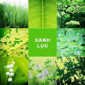 Màu Xanh Lục Hành Mộc